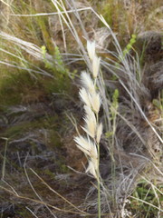 Ehrharta villosa maxima