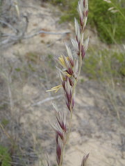 Ehrharta villosa maxima