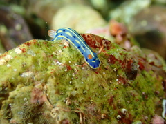Hypselodoris festiva