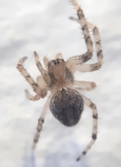 Araneidae