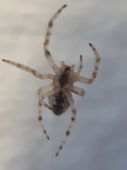 Araneidae