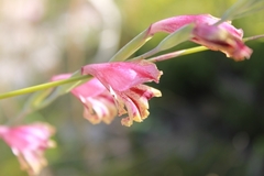 Gladiolus guthriei