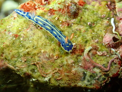 Hypselodoris festiva