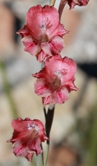 Gladiolus guthriei