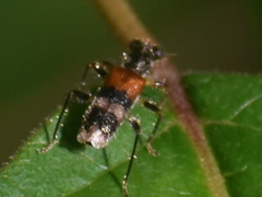 Hydnocerinae