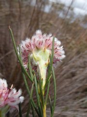 Serruria linearis