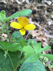 Viola lobata