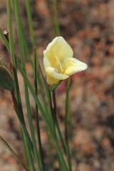 Gladiolus trichonemifolius