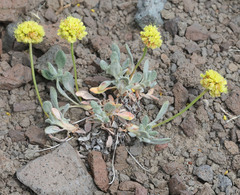 Eriogonum rosense