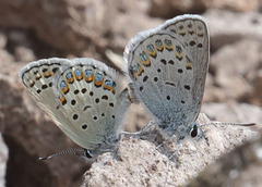 Plebejus fridayi