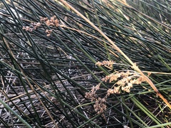 Juncus kraussii