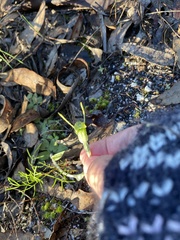 Pterostylis setulosa