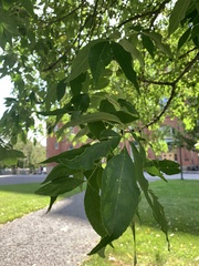 Magnoliopsida