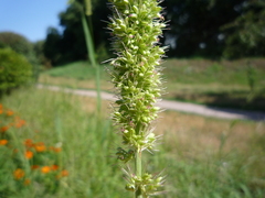 Setaria adhaerens