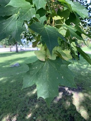 Acer platanoides