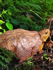 Terrapene nelsoni klauberi