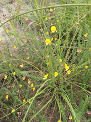 Aspalathus biflora longicarpa