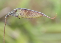 Aspalathus biflora longicarpa