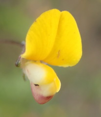 Aspalathus biflora longicarpa