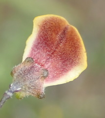 Aspalathus biflora longicarpa