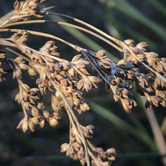 Juncus kraussii