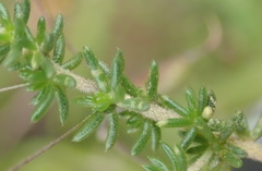 Aspalathus biflora longicarpa
