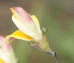 Aspalathus biflora longicarpa