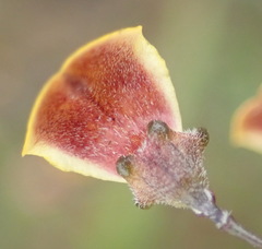 Aspalathus biflora longicarpa