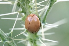 Adalia decempunctata