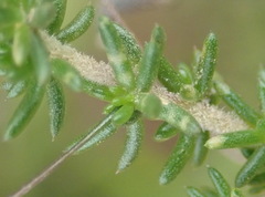 Aspalathus biflora longicarpa