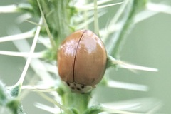 Adalia decempunctata