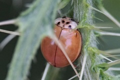 Adalia decempunctata