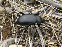 Blaps lusitanica