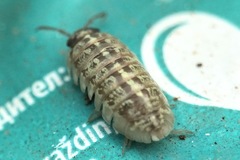 Armadillidium saxivagum