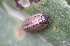 Armadillidium saxivagum