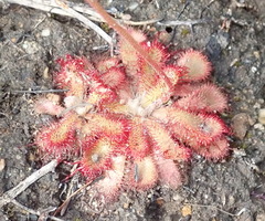 Drosera aliciae