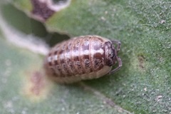 Armadillidium saxivagum