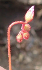 Drosera aliciae