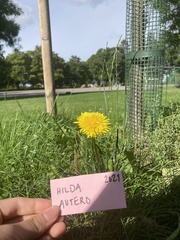 Taraxacum
