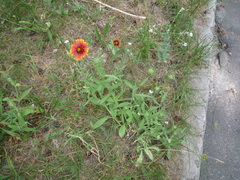 Gaillardia × grandiflora