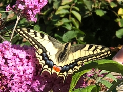 Papilio machaon