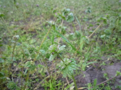 Lamium amplexicaule orientale
