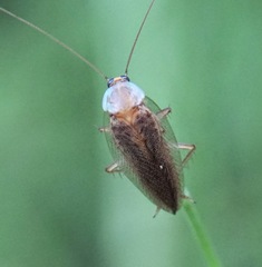 Ectobius vittiventris