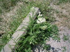 Achillea pannonica