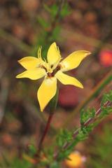 Moraea bituminosa