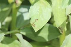 Liriomyza trifoliearum