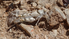 Cibolacris