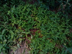Koenigia panjutinii