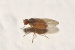 Scaptomyza pallida