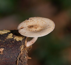 Clitocybe semiocculta